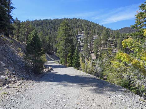 Bristlecone Trail