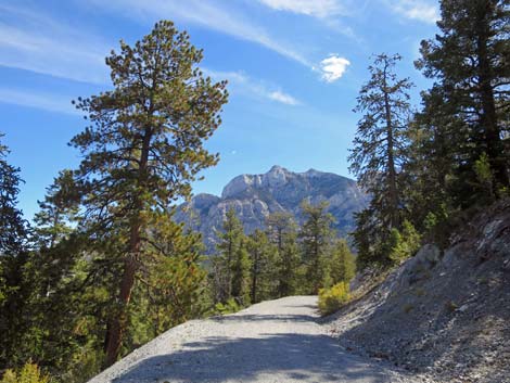 Bristlecone Trail