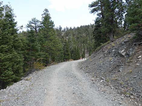 Bristlecone Trail