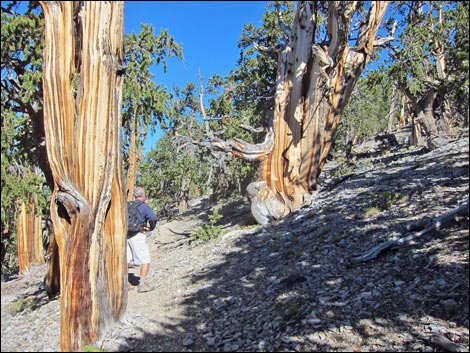 Old Bristlecone Trail