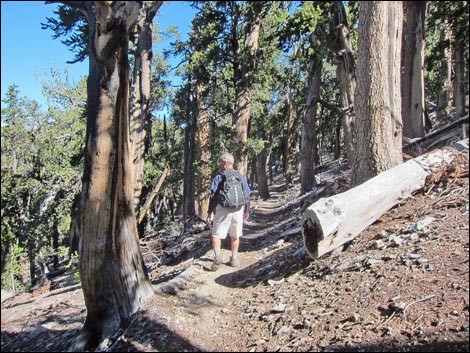 Old Bristlecone Trail