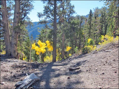 Old Bristlecone Trail