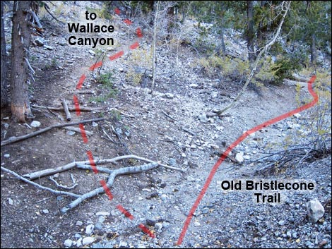 Old Bristlecone Trail