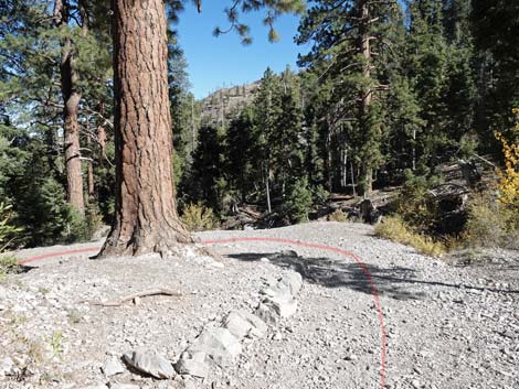 Cathedral Rock Trail