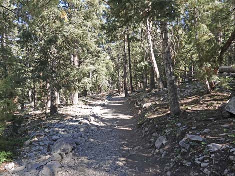 Cathedral Rock Trail