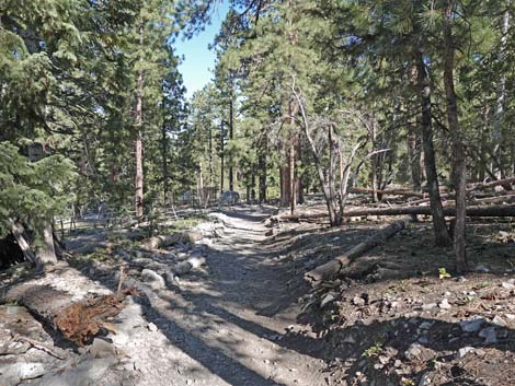 Cathedral Rock Trail