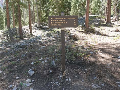 Cathedral Rock Trail