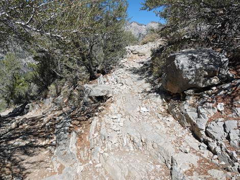 Cathedral Rock Trail