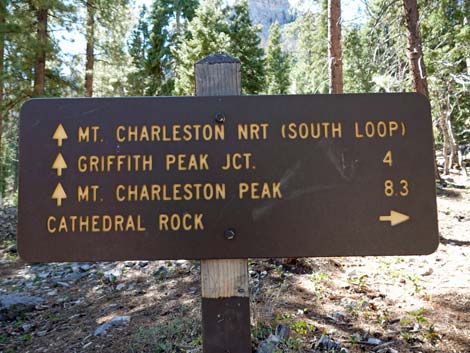 Cathedral Rock Trail