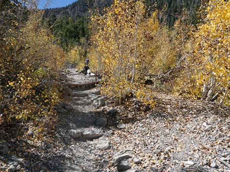 Cathedral Rock Trail