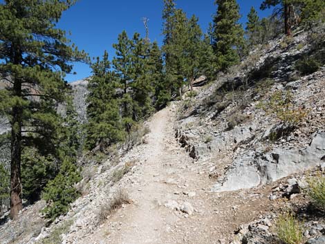 Cathedral Rock Trail