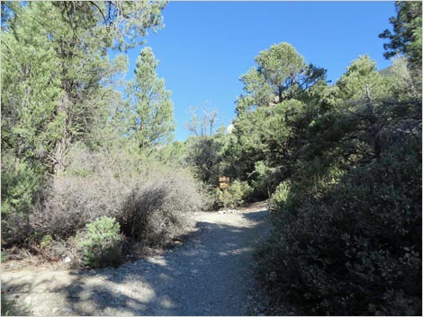 Eagle's Nest Loop Trail