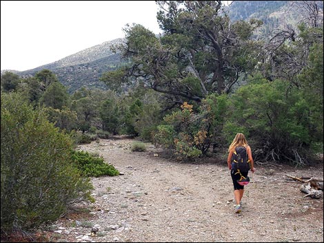 Eagle's Nest Loop Trail