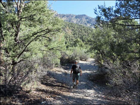 Eagle's Nest Loop Trail