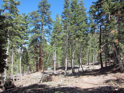 Echo Overlook Trail