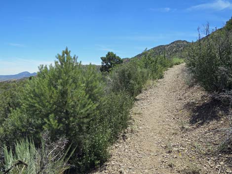 Escarpment Trail