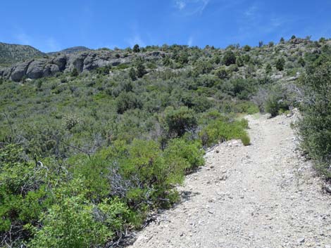 Escarpment Trail