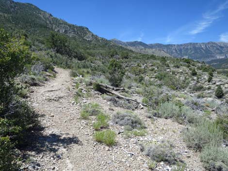 Escarpment Trail