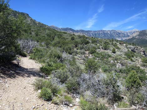 Escarpment Trail