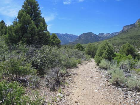 Escarpment Trail