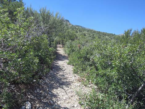 Escarpment Trail