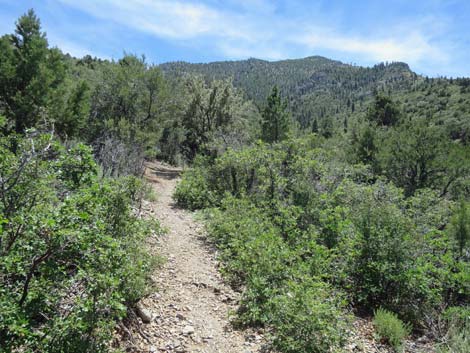 Escarpment Trail