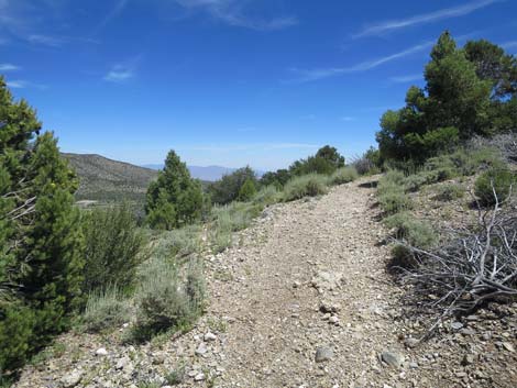 Escarpment Trail