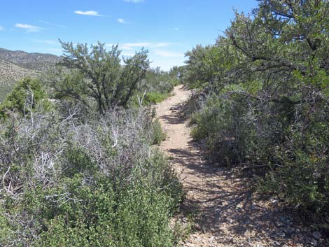 Escarpment Trail