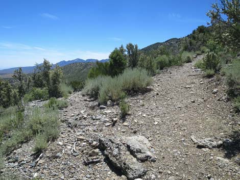 Escarpment Trail