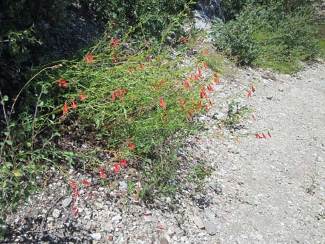 Escarpment Trail