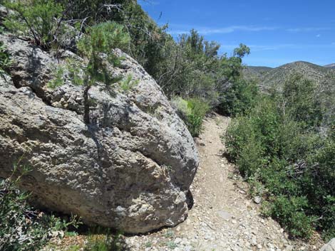 Escarpment Trail