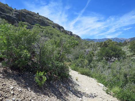 Escarpment Trail