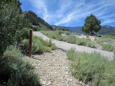 Escarpment Trail