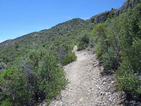 Escarpment Trail