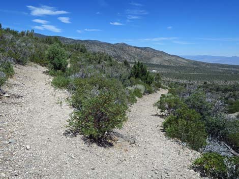 Escarpment Trail