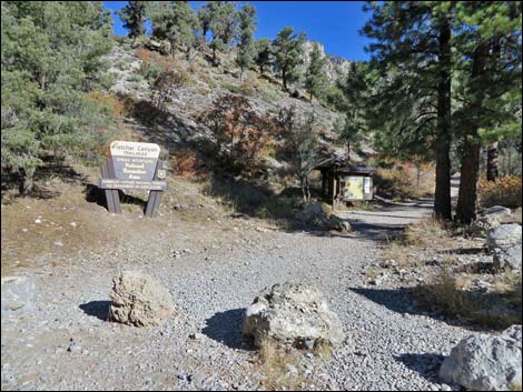 Birding Fletcher Canyon