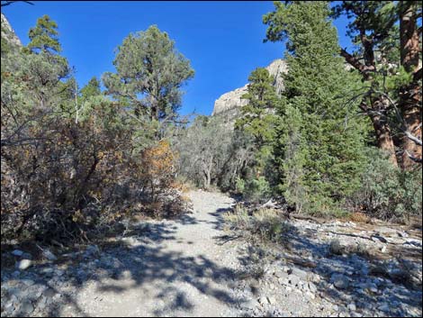 Fletcher Canyon Trail