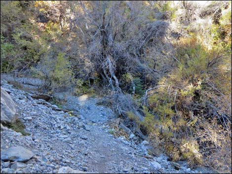 Fletcher Canyon Trail