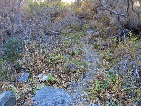 Fletcher Canyon Trail