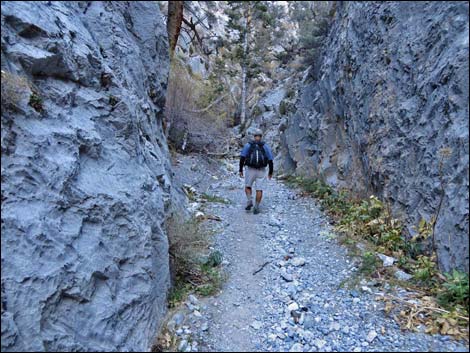 Fletcher Canyon Trail