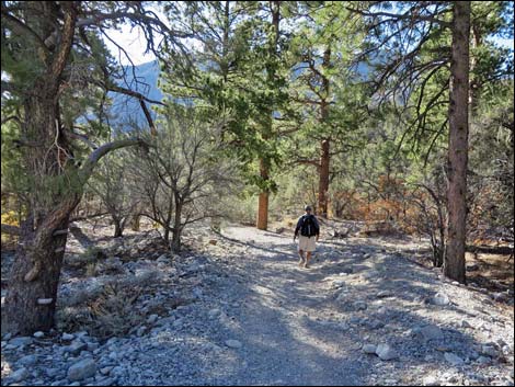 Fletcher Canyon Trail