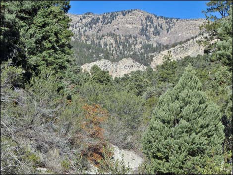 Fletcher Canyon Trail