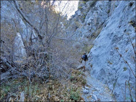 Fletcher Canyon Trail