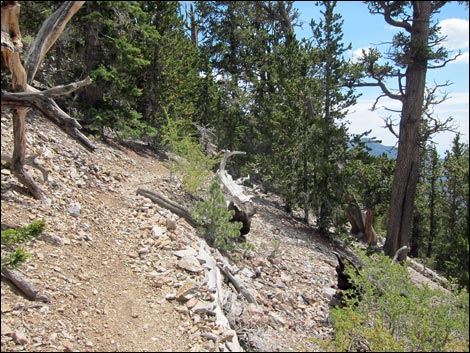 Fletcher Peak Trail