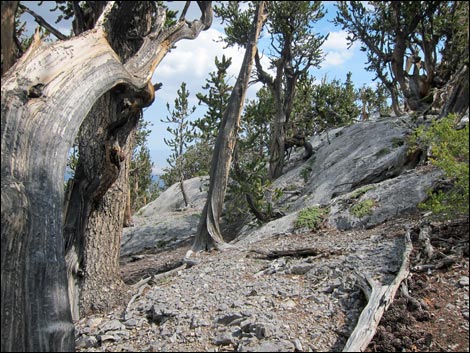 Fletcher Peak Trail