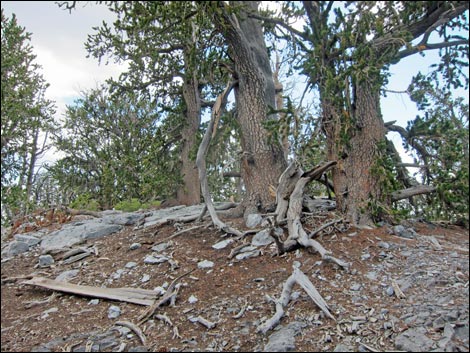 Fletcher Peak Trail