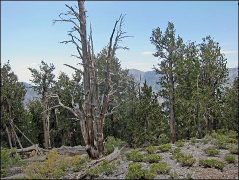 Fletcher Peak Trail