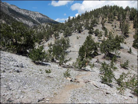 Fletcher Peak Trail