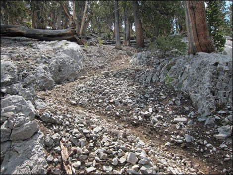 Fletcher Peak Trail