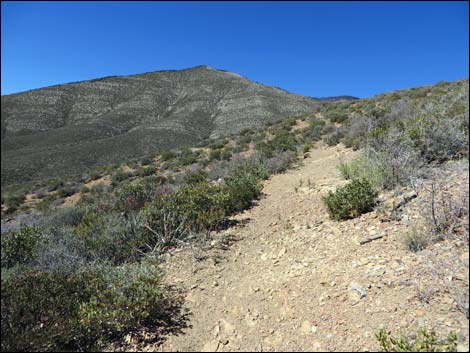 Griffith Shadow South Trail